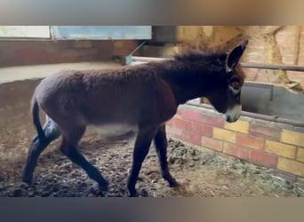 Esel, Hengst, 1 Jahr, Rappe