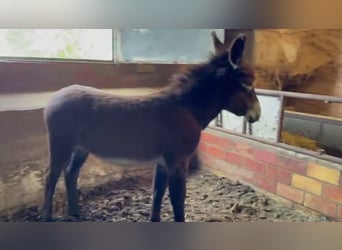 Esel, Hengst, 1 Jahr, Rappe