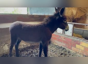 Esel, Hengst, 1 Jahr, Rappe