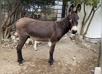 Esel Mix, Hengst, 2 Jahre, 120 cm, Dunkelbrauner