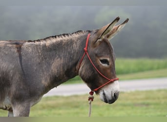 Esel, Hengst, 2 Jahre, 89 cm, Schimmel