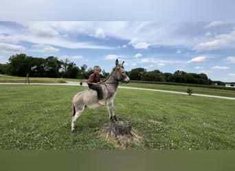 Esel, Hengst, 3 Jahre, 102 cm, Schimmel