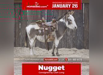 Esel, Hengst, 3 Jahre, 104 cm, Schecke