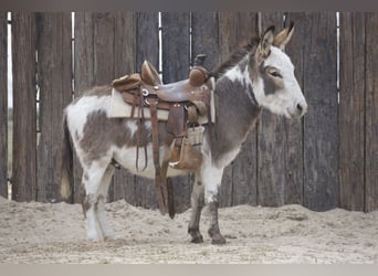 Esel, Hengst, 3 Jahre, 104 cm, Schecke