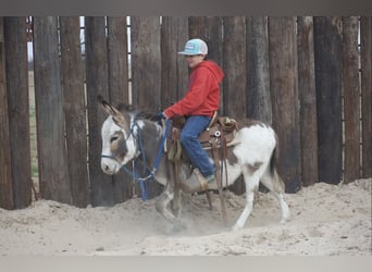 Esel, Hengst, 3 Jahre, 104 cm, Schecke