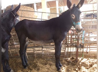 Esel, Hengst, 4 Jahre, 140 cm, Rappe