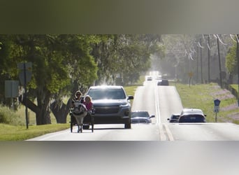 Esel, Hengst, 5 Jahre, 99 cm, Schecke