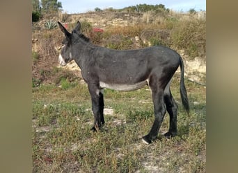 Esel, Hengst, 6 Jahre, 151 cm, Rappe