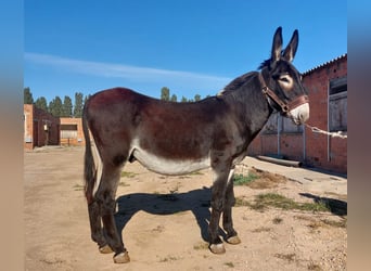 Esel, Hengst, 9 Jahre, 152 cm, Rappe