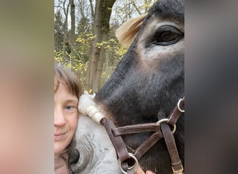 Esel, Hengst, 15 Jahre, 160 cm, Rappe