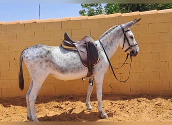 Esel, Stute, 10 Jahre, 130 cm, Schimmel
