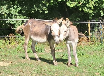 Esel, Stute, 11 Jahre, 115 cm, Schecke