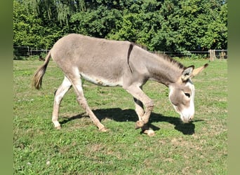 Esel, Stute, 11 Jahre, 115 cm, Schecke