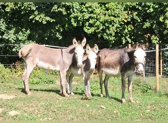 Esel, Stute, 11 Jahre, 115 cm, Schecke