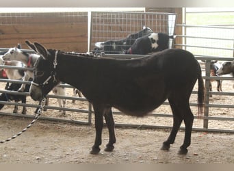Esel, Stute, 11 Jahre, 81 cm, Brauner