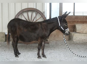 Esel, Stute, 11 Jahre, 81 cm, Brauner