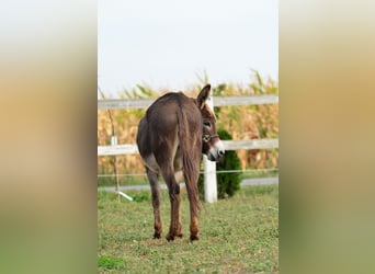 Esel, Stute, 13 Jahre, 125 cm, Brauner