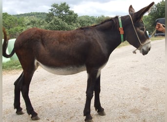 Esel, Stute, 13 Jahre, 142 cm, Rappe