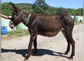 Esel, Stute, 14 Jahre, 143 cm, Rappe