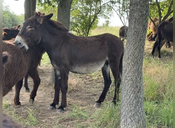 Esel, Stute, 14 Jahre, 149 cm, Dunkelbrauner