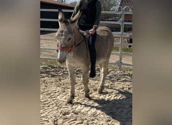 Esel, Stute, 15 Jahre, 135 cm