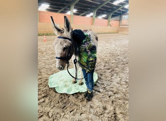 Esel, Stute, 15 Jahre, 135 cm