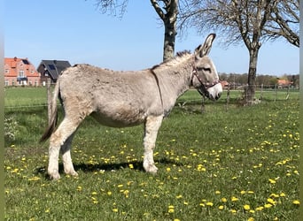 Esel, Stute, 15 Jahre, 135 cm