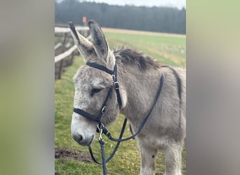 Esel, Stute, 15 Jahre, 135 cm