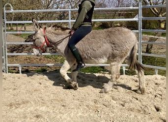 Esel, Stute, 15 Jahre, 135 cm