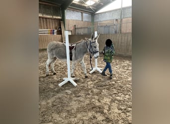 Esel, Stute, 15 Jahre, 135 cm