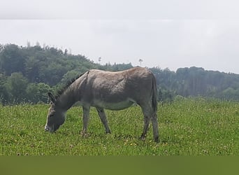 Esel, Stute, 17 Jahre, 110 cm