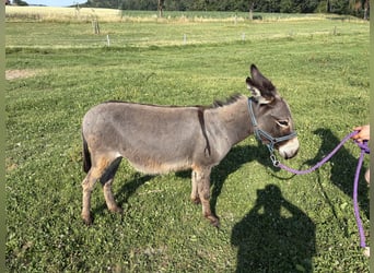 Esel, Stute, 1 Jahr, 105 cm, Schimmel