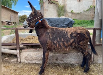 Esel, Stute, 1 Jahr, 125 cm, Rappe