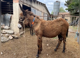 Esel, Stute, 1 Jahr, 131 cm, Rappe