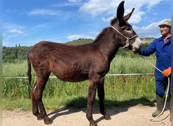 Esel, Stute, 1 Jahr, 135 cm, Rappe