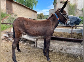 Esel, Stute, 1 Jahr, 142 cm, Rappe