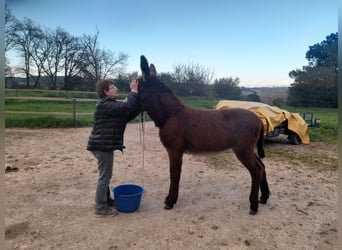 Esel, Stute, 1 Jahr, 150 cm, Rappe