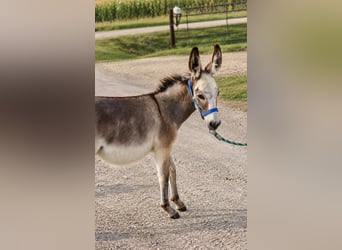 Esel, Stute, 1 Jahr, 81 cm, Schimmel