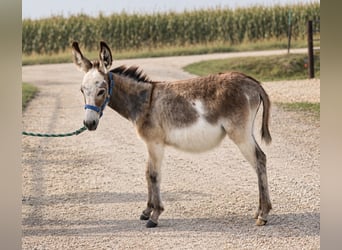 Esel, Stute, 1 Jahr, 81 cm, Schimmel