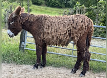 Esel, Stute, 2 Jahre, 140 cm, Brauner