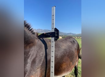 Esel, Stute, 2 Jahre, 155 cm, Rappe