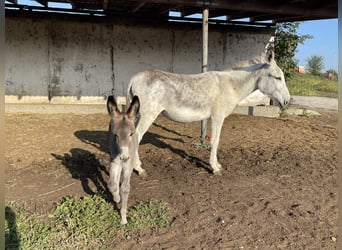 Esel, Stute, 4 Jahre, 145 cm, Schimmel