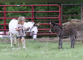 Esel, Stute, 4 Jahre, 89 cm, Schimmel