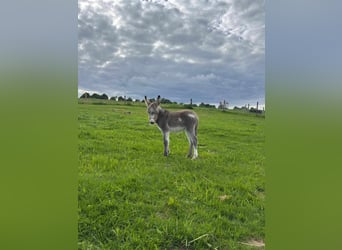 Esel, Stute, 5 Jahre, 110 cm, Grullo