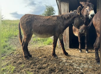 Esel, Stute, 5 Jahre, 138 cm, Dunkelbrauner