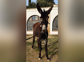 Esel, Stute, 5 Jahre, 152 cm, Rappe