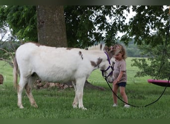 Esel, Stute, 5 Jahre, 89 cm, Schimmel
