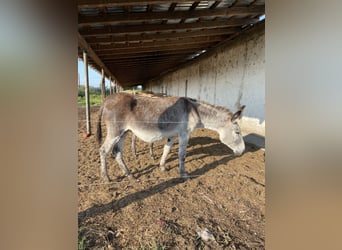 Esel, Stute, 6 Jahre, 135 cm, Hellbrauner