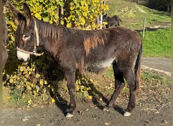 Esel, Stute, 6 Jahre, 138 cm, Dunkelbrauner