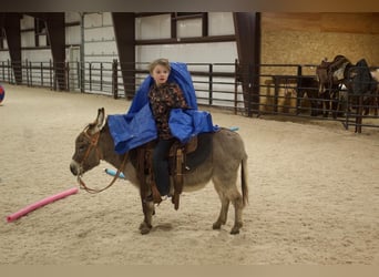 Esel, Stute, 6 Jahre, 89 cm, Schimmel